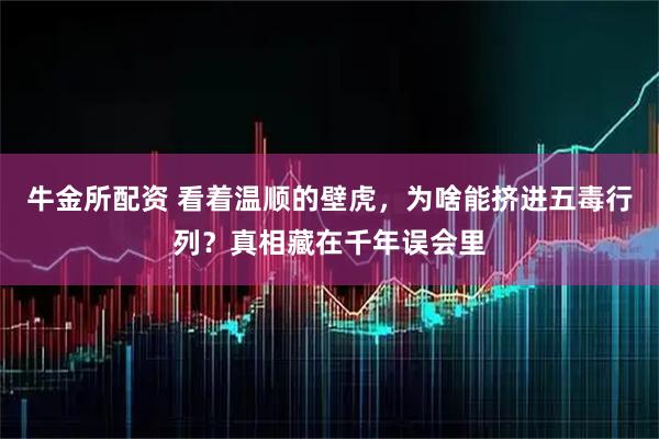 牛金所配资 看着温顺的壁虎,为啥能挤进五毒行列?真相藏在千年误会里